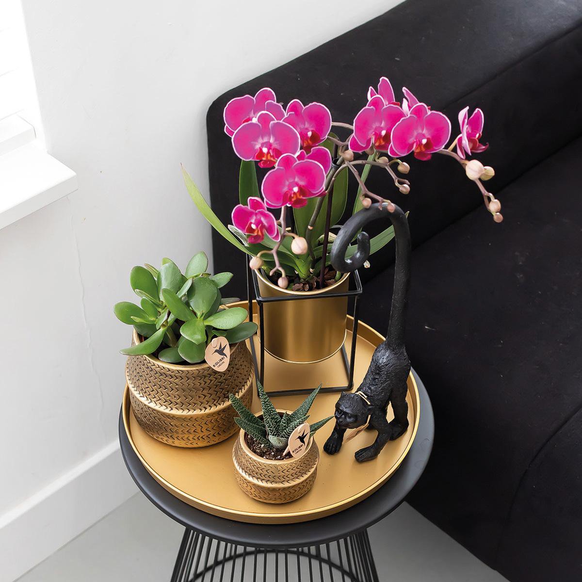 Paarse Phalaenopsis orchideeën, combi deal 2 stuks, 35 cm, potmaat Ø 9 cm