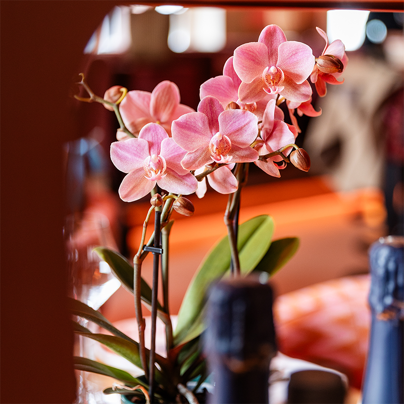 Oudroze Phalaenopsis orchideeën Treviso, combi deal 2 stuks, 45 cm, potmaat Ø 9 cm