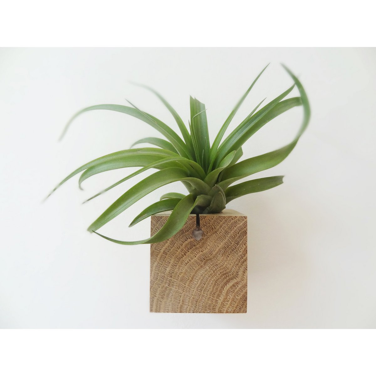 Hangende luchtplantenhouder, inclusief luchtplant, 6 × 6 × 6 cm