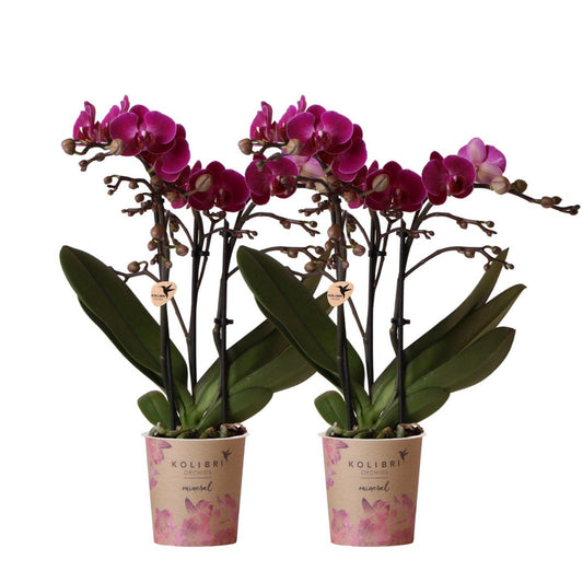 Paarse Phalaenopsis orchideeën, combi deal 2 stuks, 35 cm, potmaat Ø 9 cm