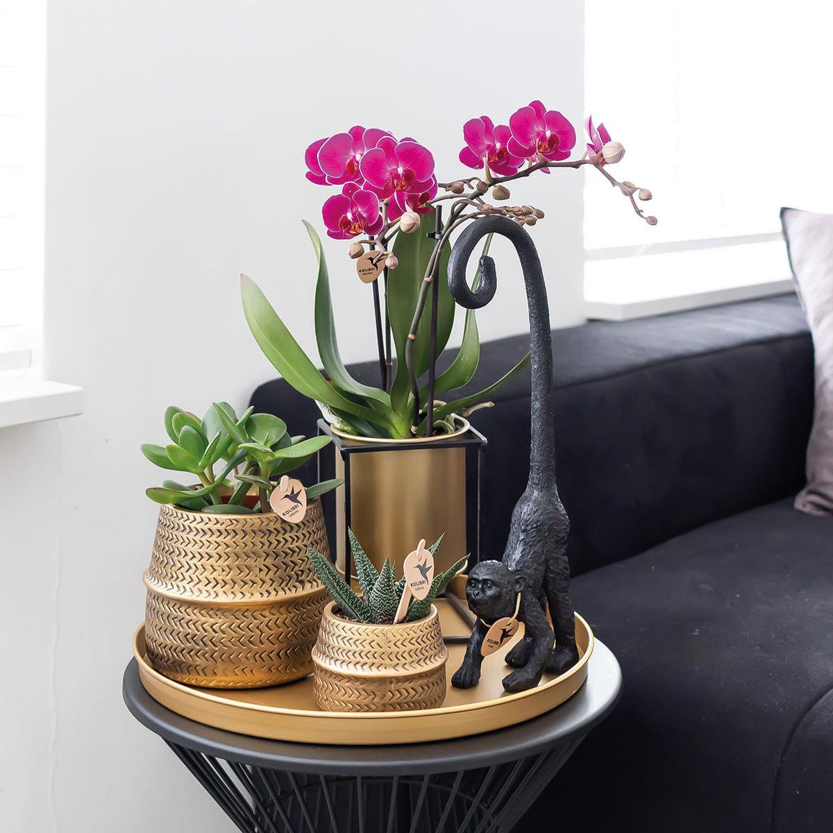Paarse Phalaenopsis orchideeën, combi deal 2 stuks, 35 cm, potmaat Ø 9 cm