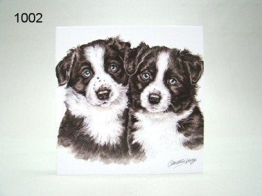 Border collie pups, wenskaart, 16 x 16 cm