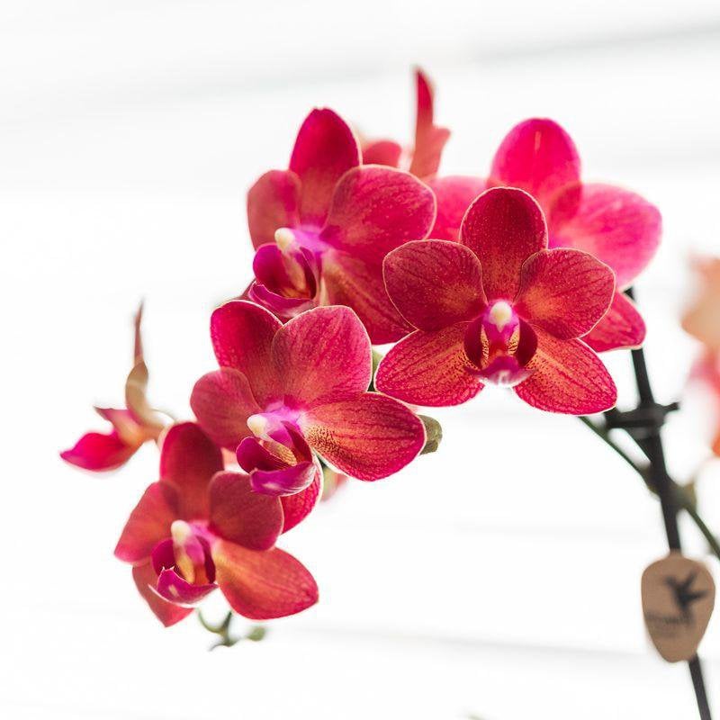 Rode Phalaenopsis orchidee Congo met Gummy sierpot, 35 cm, potmaat Ø 9 cm