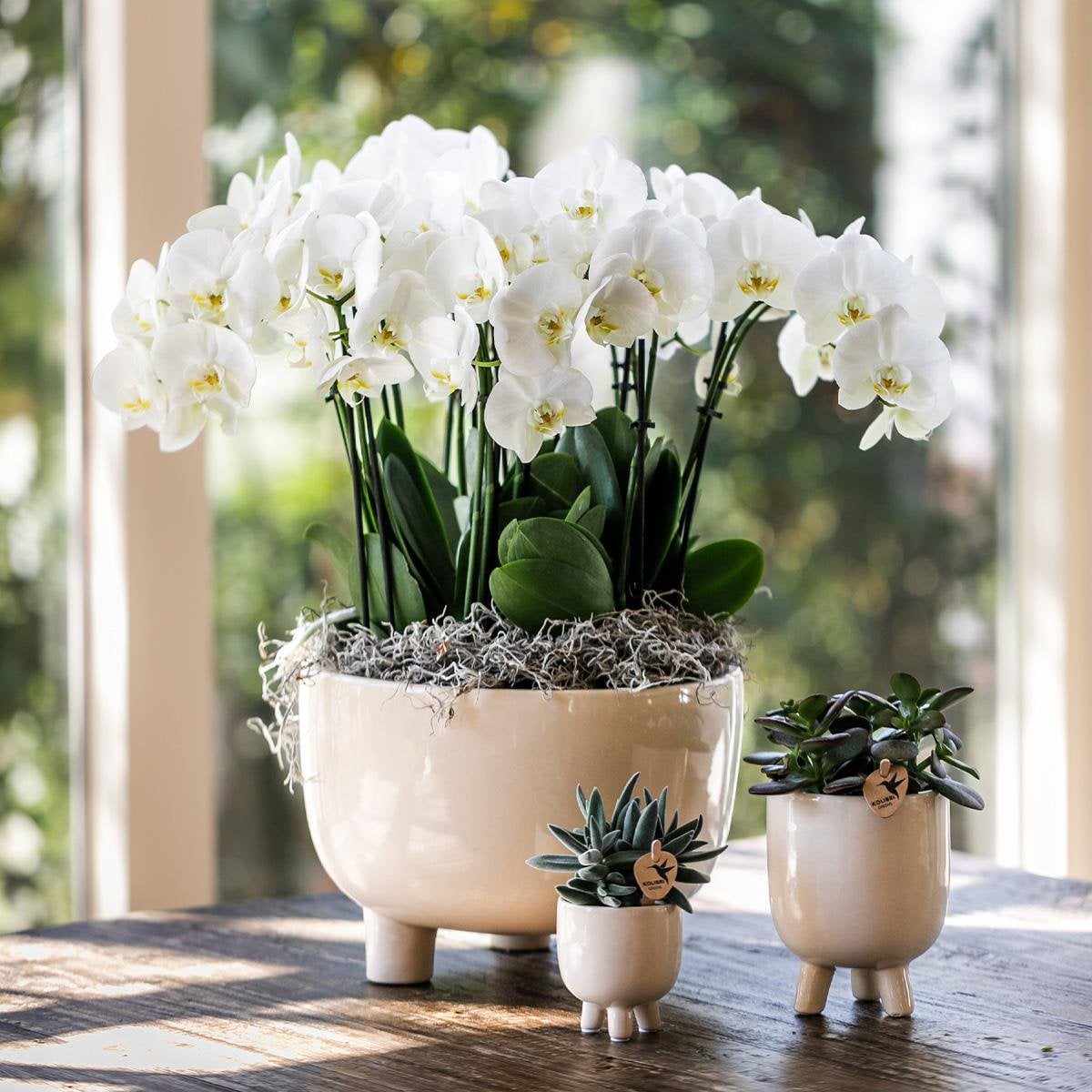 Rode Phalaenopsis orchidee Congo met Gummy sierpot, 35 cm, potmaat Ø 9 cm