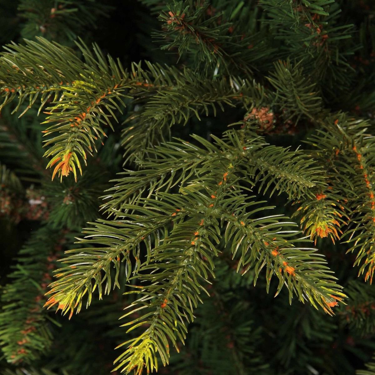 Frasier kunstkerstboom, 215 cm, Ø 145 cm