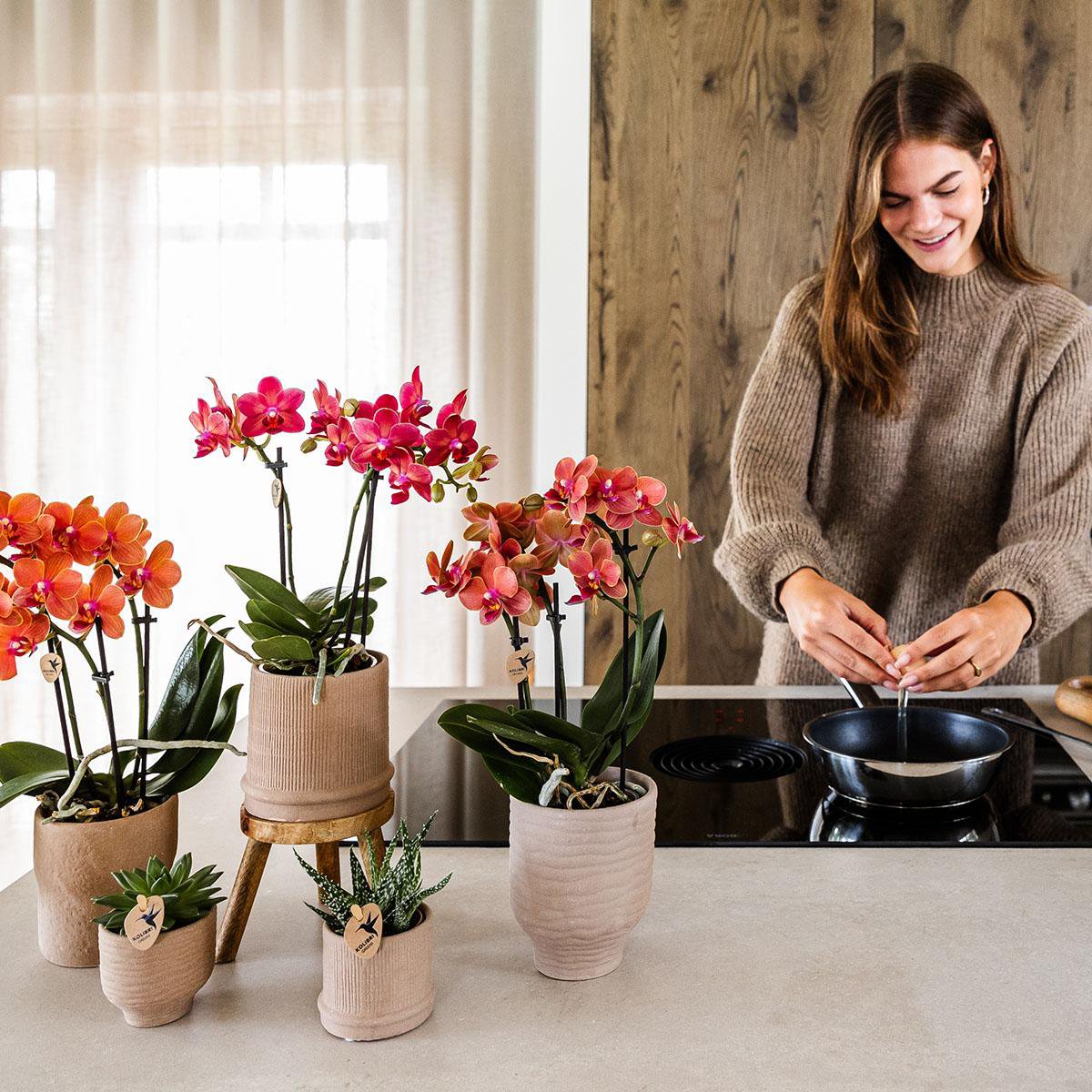 Rode Phalaenopsis orchidee Congo, 35 cm, potmaat Ø 9 cm