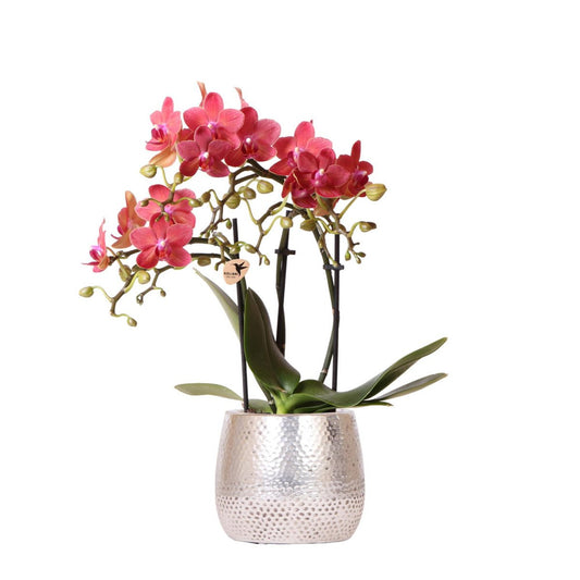 Rode Phalaenopsis orchidee Congo met zilveren Elite sierpot, 35 cm, potmaat Ø 9 cm