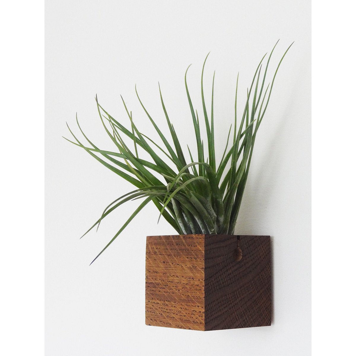 Hangende luchtplantenhouder, inclusief luchtplant, 6 × 6 × 6 cm