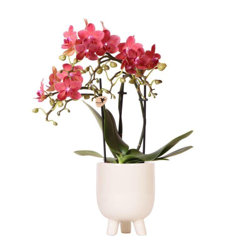 Rode Phalaenopsis orchidee Congo met Gummy sierpot, 35 cm, potmaat Ø 9 cm