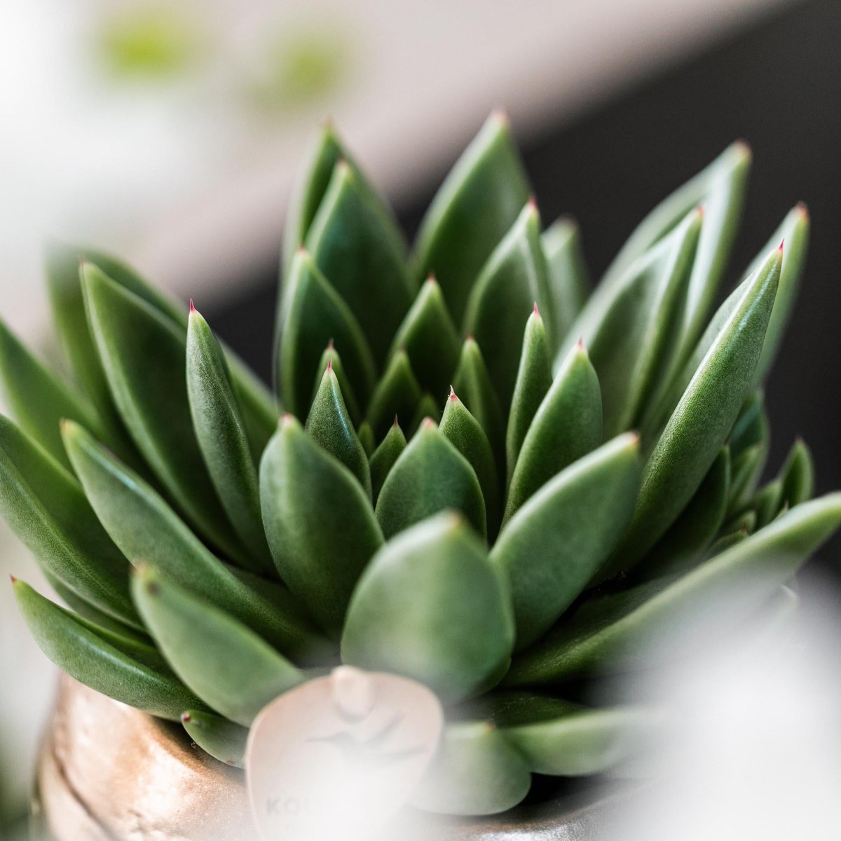 Echeveria Miranda, groene succulent, potmaat Ø 9 cm