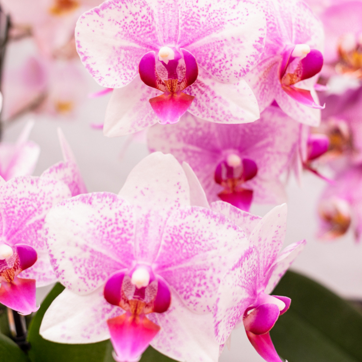 Roze Phalaenopsis orchidee Rotterdam, 45 cm, potmaat Ø 9 cm