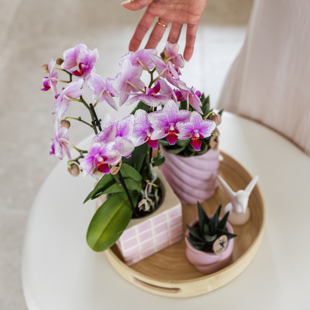 Roze Phalaenopsis orchidee Rotterdam, 45 cm, potmaat Ø 9 cm