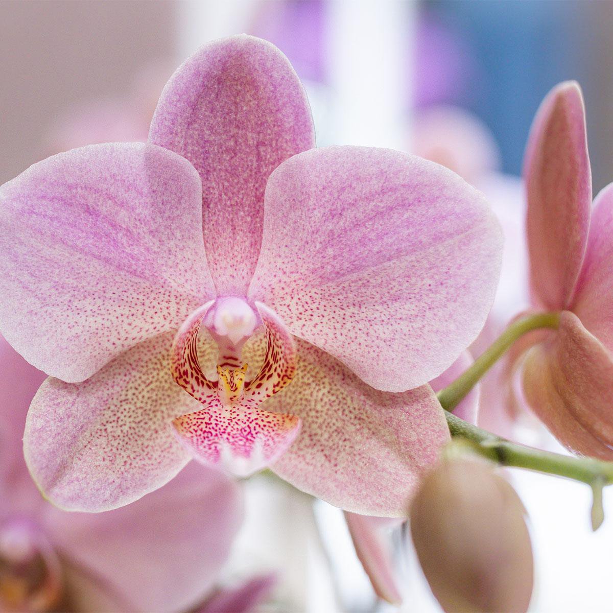 Phalaenopsis orchideeën surprise box, 4 stuks, mix, potmaat Ø 12 cm