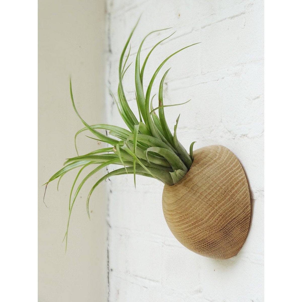 Hangende plantenhouder, inclusief luchtplant, Ø 12 cm