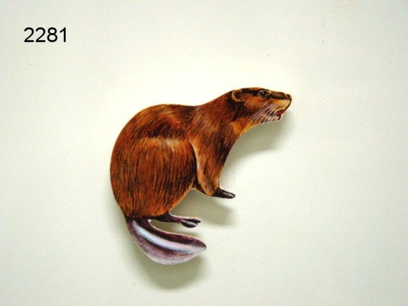 Bever magneet, hout
