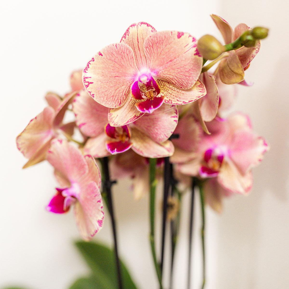 Phalaenopsis orchideeën surprise box, 4 stuks, mix, potmaat Ø 12 cm