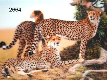 Cheetah, 3D Placemat