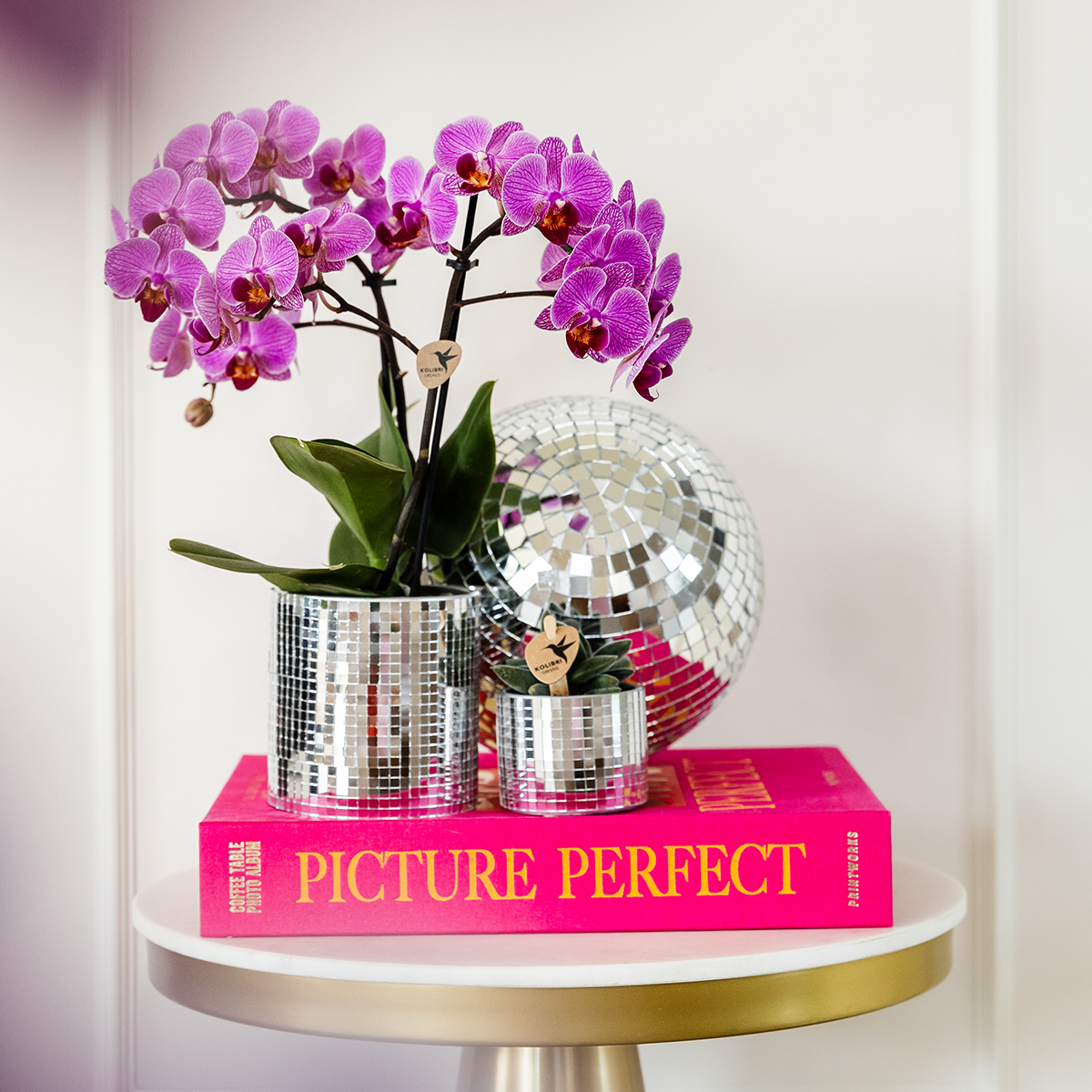 Paarse Phalaenopsis orchideeën, combi deal 2 stuks, 45 cm, potmaat Ø 9 cm