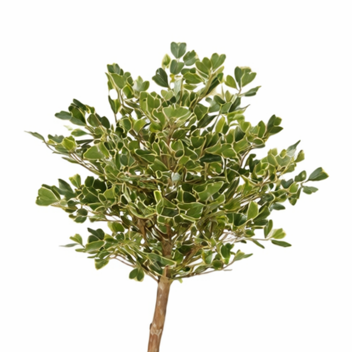 Ficus Triangularis kunstplant met pot, groen, 150 cm