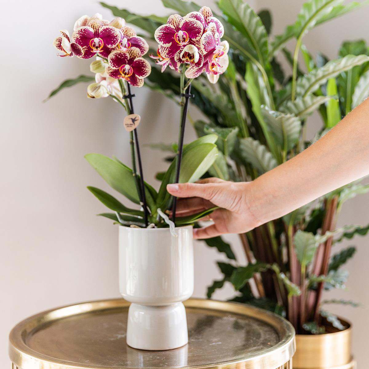 Phalaenopsis orchideeën surprise box, 4 stuks, eenkleurig, potmaat Ø 9 cm