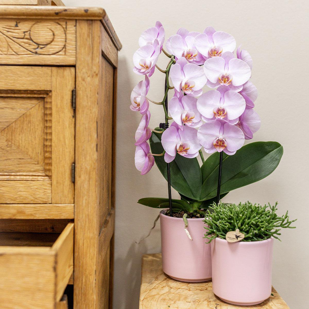 Roze Niagara Fall Phalaenopsis orchidee, 50 cm, potmaat Ø 12 cm