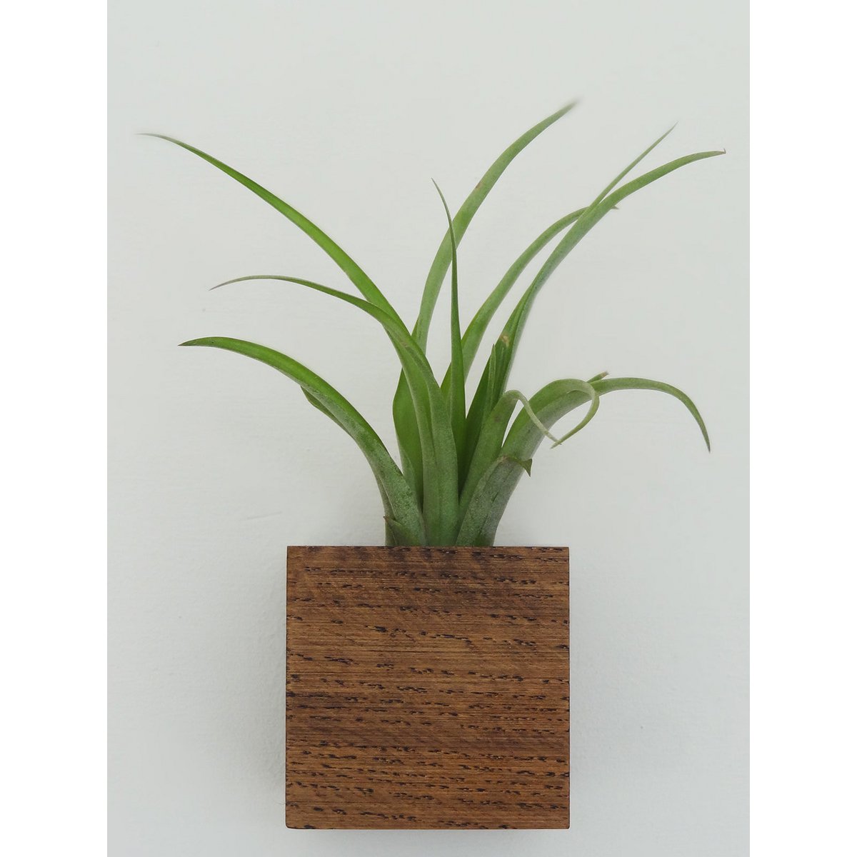 Hangende luchtplantenhouder, inclusief luchtplant, 6 × 6 × 6 cm