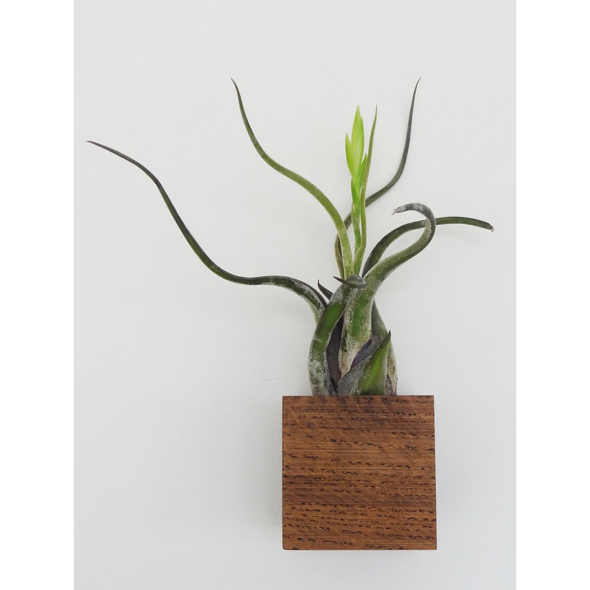 Hangende luchtplantenhouder, inclusief luchtplant, 6 × 6 × 6 cm