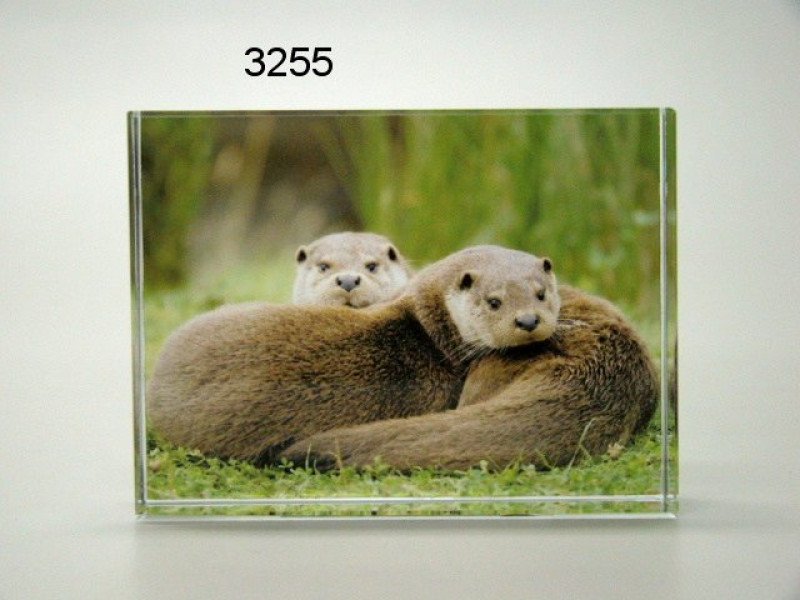 Otter glasblokje