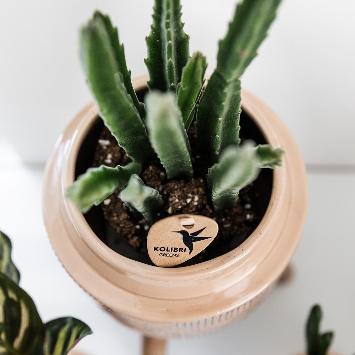 Stapelia, groene succulent, potmaat Ø 9 cm