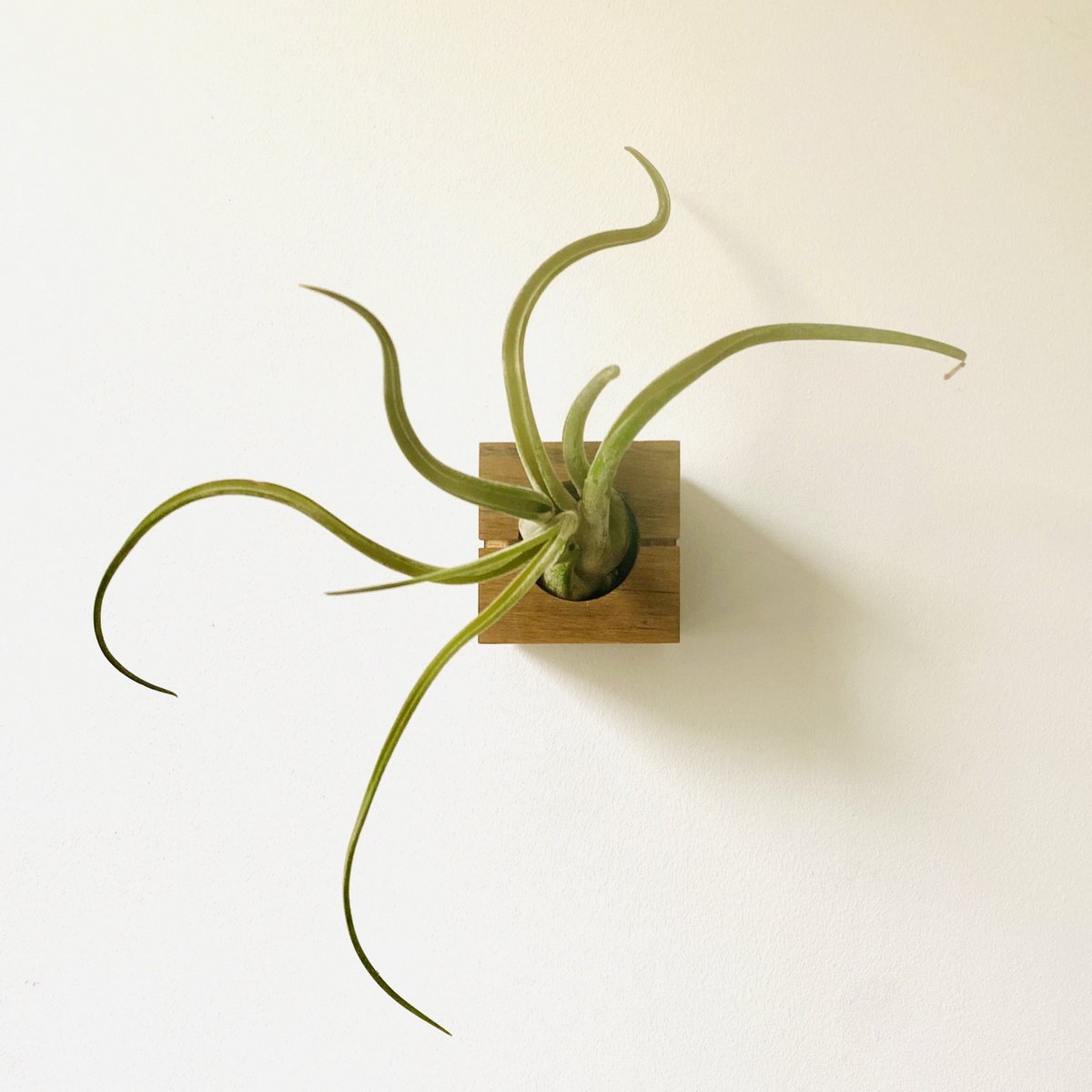 Hangende luchtplantenhouder, inclusief luchtplant, 6 × 6 × 6 cm