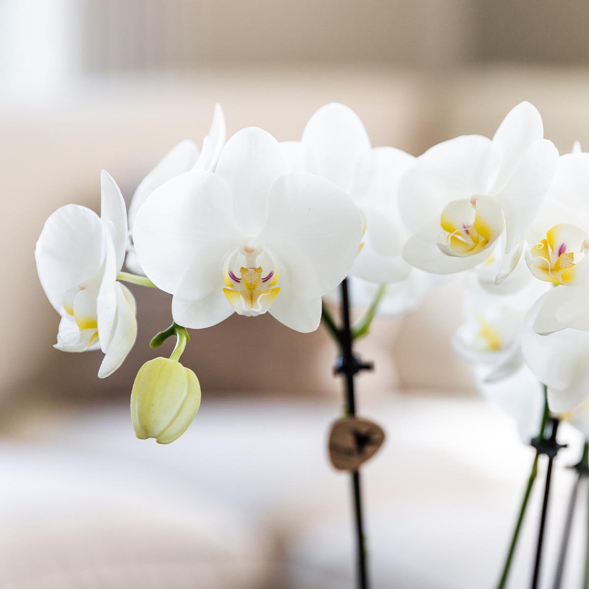 Phalaenopsis orchideeën surprise box, 4 stuks, mix, potmaat Ø 12 cm