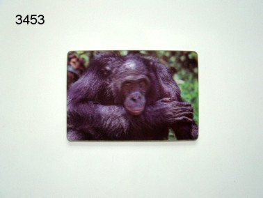 Bonobo, 3D magneet