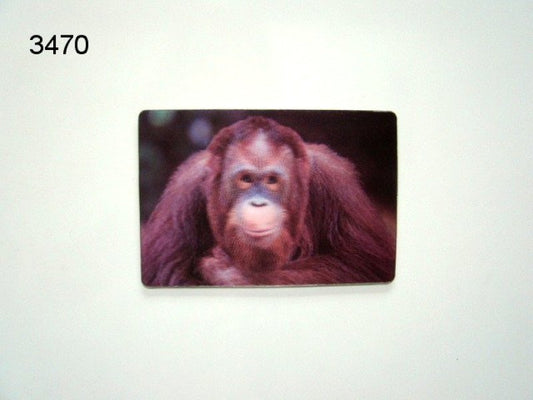 Orang oetan, 3D magneet