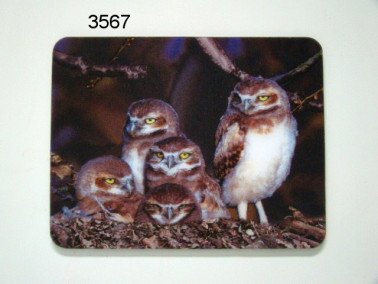 Steenuil, 3D magneet