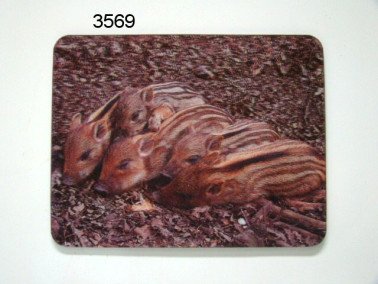 Wild zwijn biggen, 3D magneet