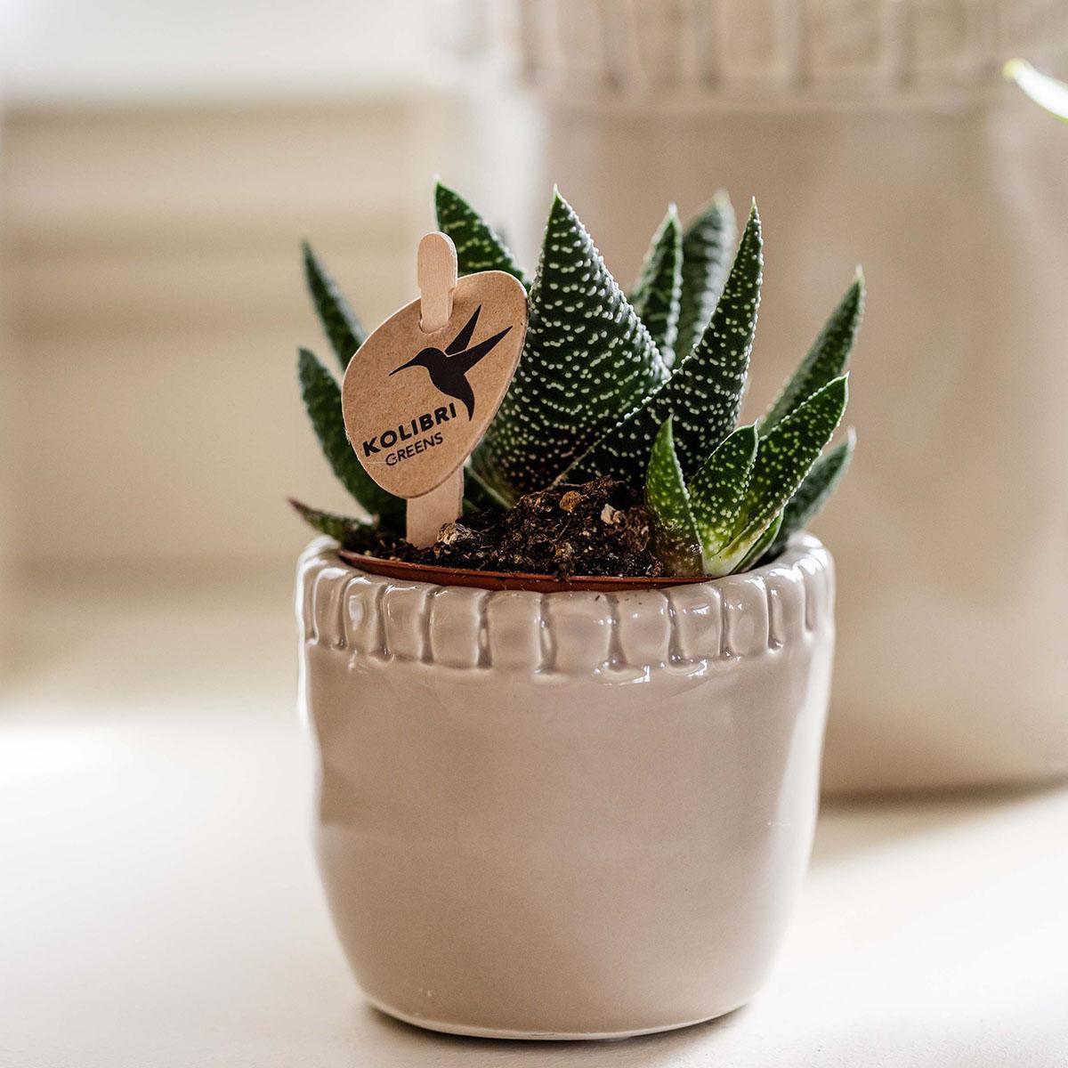Haworthia Royal Highness, groene kamerplant, potmaat Ø 6 cm