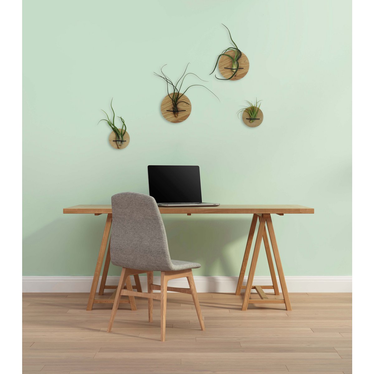 Houten luchtplantenhouders set, inclusief 2 luchtplanten, Ø 10 en 15 cm