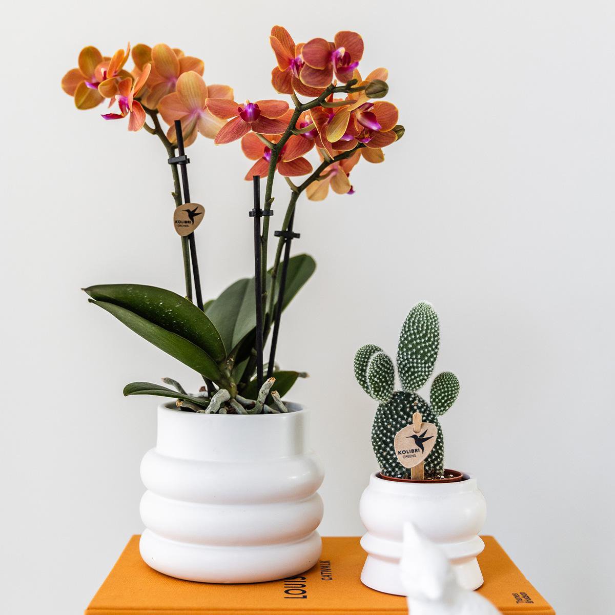 Oranje Phalaenopsis orchidee met witte Bubble sierpot, 35 cm, potmaat Ø 9 cm