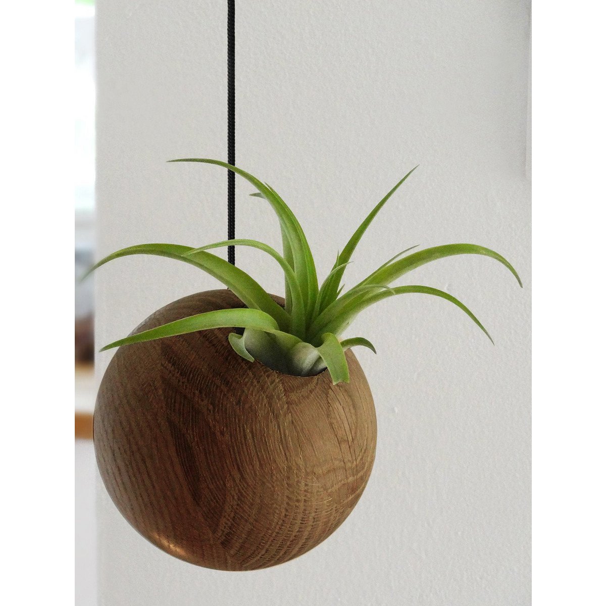 Hangende plantenhouder, inclusief luchtplant, Ø 10 cm