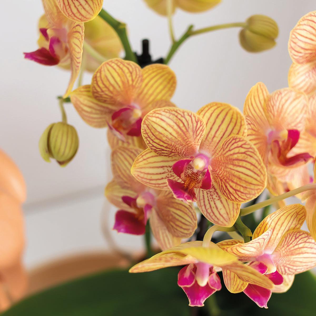 Phalaenopsis orchidee met groene plant en Optimism peach sierpotten, set, 35 cm