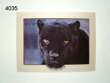 Panter, zwart 3D poster, 30 x 40 cm