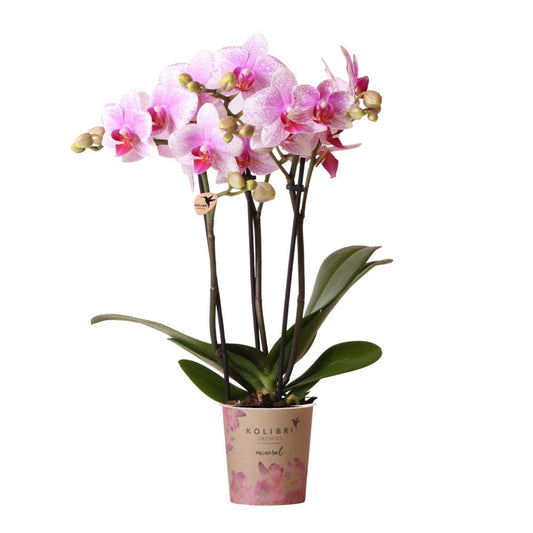 Roze Phalaenopsis orchidee Rotterdam, 45 cm, potmaat Ø 9 cm
