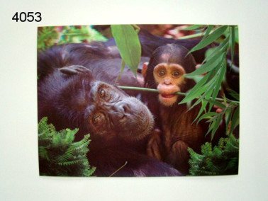 Chimpansee met baby 3D poster, 30 x 40 cm