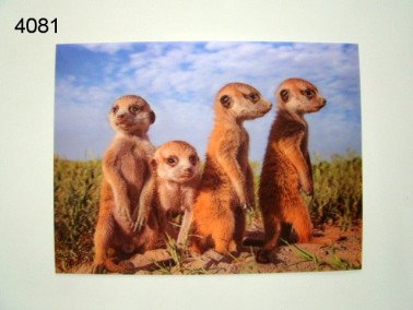 Stokstaartjes 3D poster, 30 x 40 cm