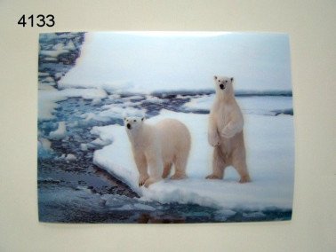IJsbeer 3D poster, 30 x 40 cm