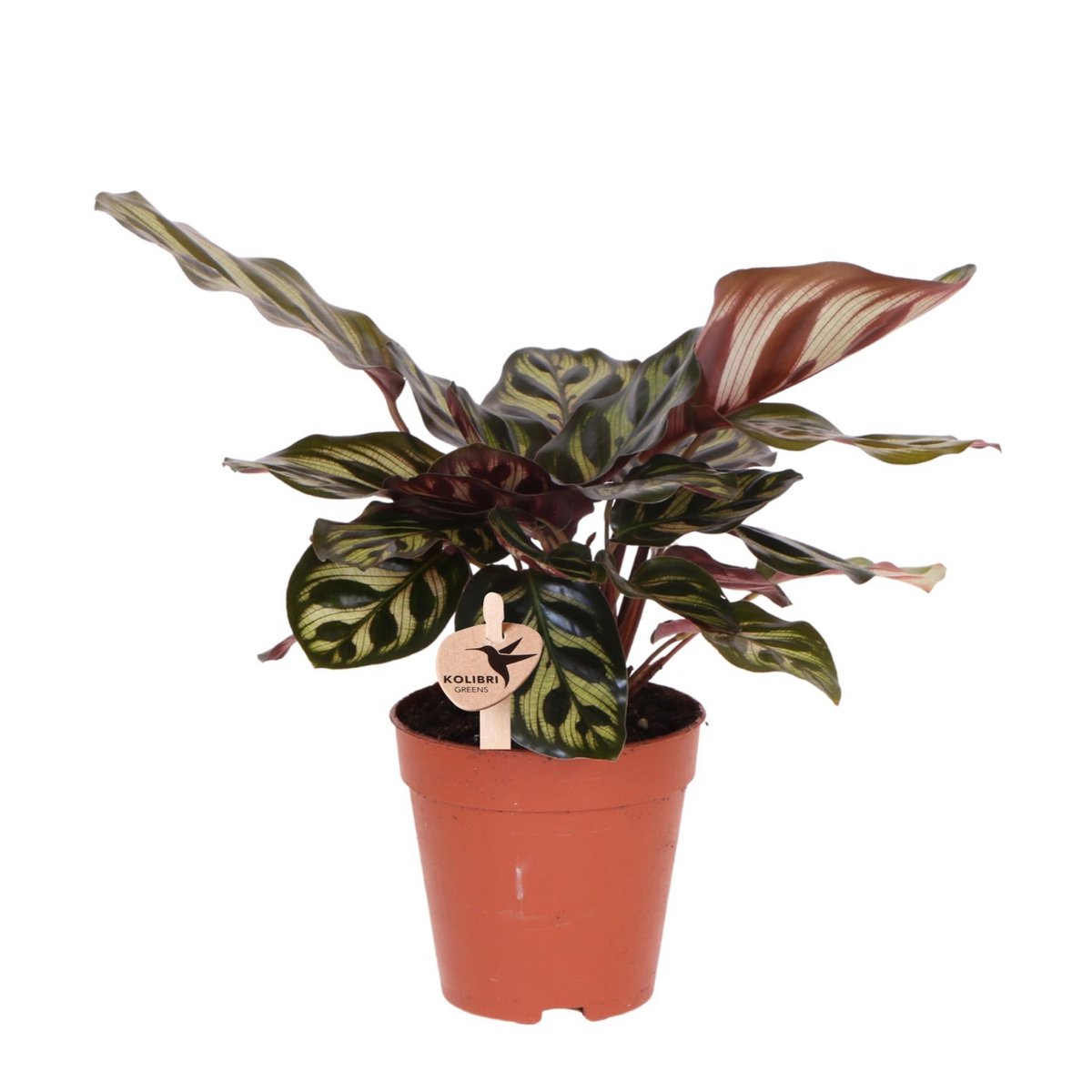 Calathea Makoyana, groene kamerplant, potmaat Ø 9 cm