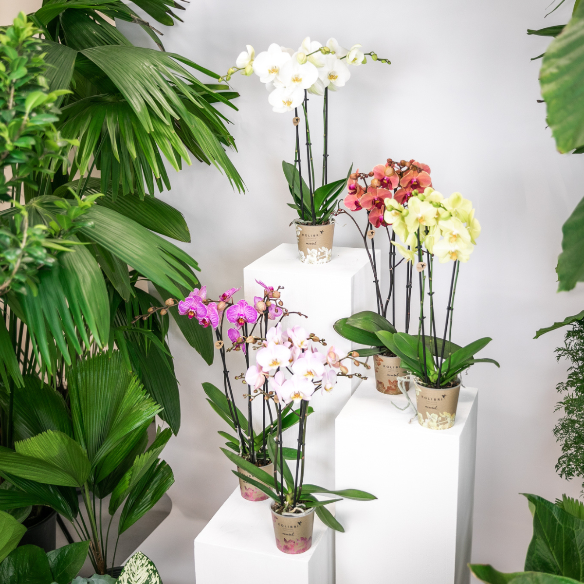 Phalaenopsis orchideeën surprise box, 4 stuks, mix, potmaat Ø 12 cm