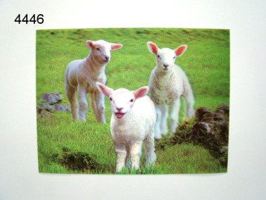 Schapenlammetjes 3D poster, 30 x 40 cm