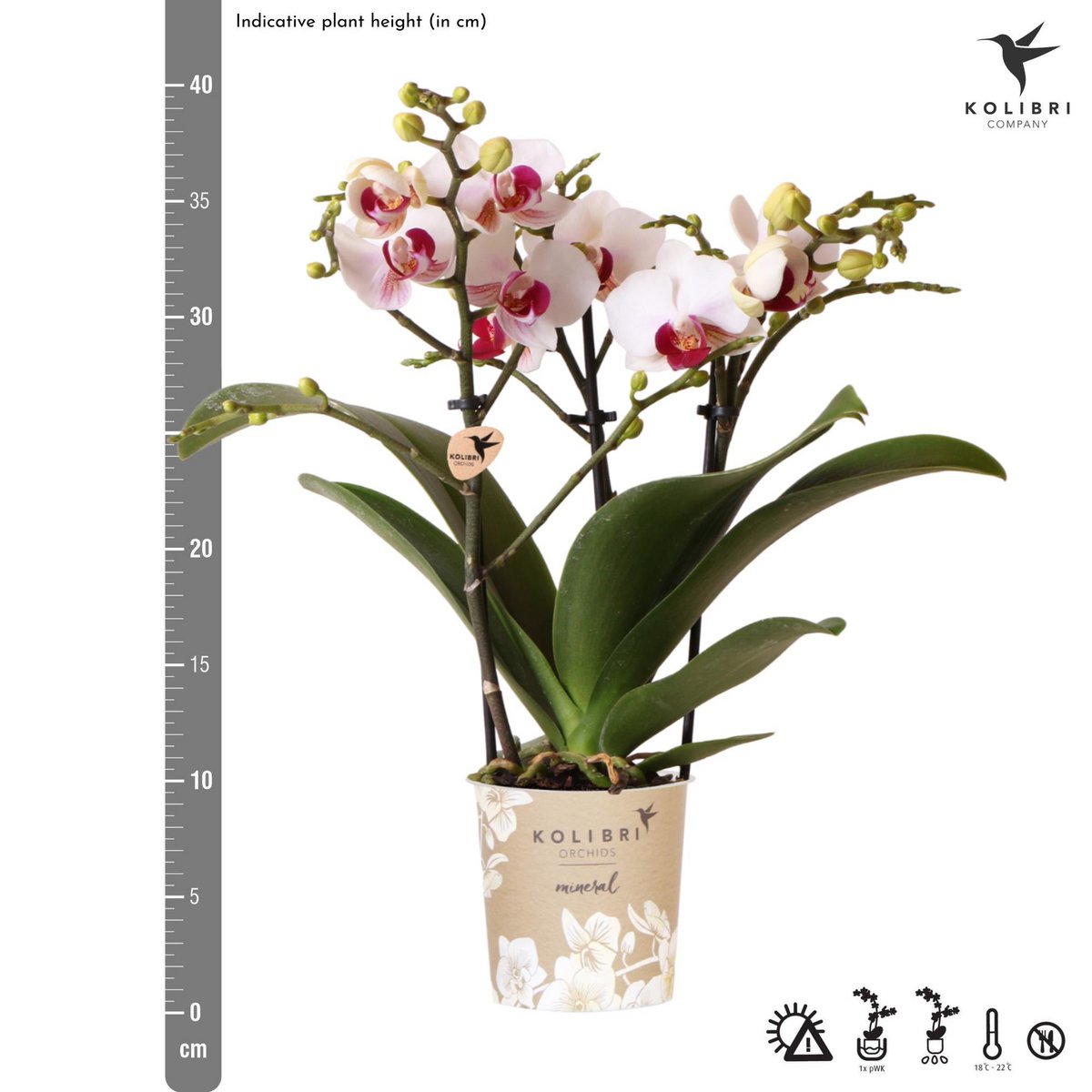 Witte Phalaenopsis orchidee Gibraltar, 45 cm, potmaat Ø 9 cm