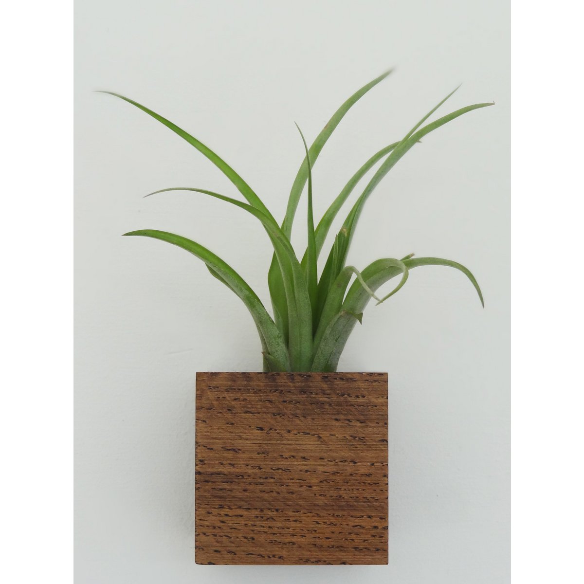Hangende luchtplantenhouder, inclusief luchtplant, 6 × 6 × 6 cm